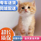 舒騰中華田園小貓咪活體田園貓寵物家養(yǎng)貓咪橘貓幼貓活體土貓貍花貓咪 田園級 隨緣 公（幼貓兩個月左右）