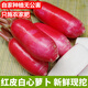 新鮮紅皮蘿卜現(xiàn)挖現(xiàn)發(fā)白肉水蘿卜農(nóng)家自種胭脂蘿卜白心泡菜腌制 2斤