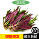 新鮮紫背菜時(shí)令蔬菜觀(guān)音菜血皮菜紫背天葵葉子菜四川農家自種順豐 1000g