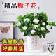 行湘梔子花花卉綠植 精品150#多分支梔子花+中號小仙女陶瓷盆源頭直發(fā)