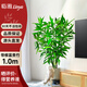 臨雅富貴竹水培植物客廳水養(yǎng)大型節(jié)節(jié)高室內(nèi)好養(yǎng)綠植物1米5支源頭直發(fā)