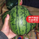 壽禾 小西瓜種子南方早春紅玉西瓜種秋冬季播薄皮西瓜西瓜籽 早春紅玉西瓜種子20粒