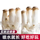 大禹蘑菇種植包玉米平菇芯菌包家庭種植香菇菌菇種子可食用菌種包菌棒 杏鮑菇種子菌包 1個(gè)約2斤