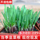 大禹韭菜籽種子韭菜根苗紅紫菲菜根四季盆栽寬葉秋季蔬菜  紫根韭菜根300棵