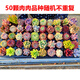 燦陽(yáng)多肉植物肉肉小新手套餐組合帶土幼兒園大顆老樁多肉植物室內盆栽 50顆肉肉不重復 不含盆