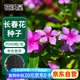 花沃里長春花種子約500粒 花卉種子盆栽陽臺種菜土四季草籽陽臺庭院田間