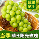 元珍鮮誠 正宗陽光玫瑰葡萄新鮮孕婦水果生鮮 茉莉花香葡提 當季現(xiàn)摘 送禮 5斤裝（凈果4斤）整串大果 順豐/JD送貨上門丨整串大果