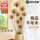 嘆為觀止 大型盆栽 單桿辮子發(fā)財(cái)樹天堂鳥綠蘿散尾葵辦公室內(nèi)開業(yè)喬遷禮品 老樁千年木1.6-1.8米【鎂鈮圓盆】 含盆