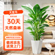 植男植女天堂鳥盆栽客廳室內(nèi)好養(yǎng)大型落地真綠植辦公室植物鶴望蘭源頭直發(fā)