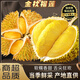 松筱金枕榴蓮新鮮整個(gè)果【多地次日達(dá)】帶殼水果進(jìn)口應(yīng)季水果 凈重3-4斤精品老樹(shù)果【3-4房】