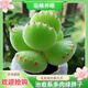 MPPMCK熊掌多肉植物熊童子【錦】網(wǎng)紅新款迷你小多肉陽臺桌面小盆栽室內(nèi) 高品質(zhì)綠熊-5葉永久綠色 不含盆