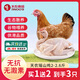 飛來峽清遠(yuǎn)瑤山雞供港無抗生鮮整雞肉山林散養(yǎng)農(nóng)家土雞母雞走地雞 瑤山雞2斤-2.6斤【拍1發(fā)3】