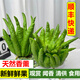甘果有約順豐快遞 云南新鮮佛手柑帶枝香櫞果香蕉檸檬味聞香觀賞清洪鮮果 1斤青果食用果