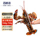 百鮮洽特大龍蝦波士頓龍蝦 活凍波龍澳洲大龍蝦海鮮水產(chǎn)冰鮮冷凍蝦類 1只裝（凈重550g-750g/只）
