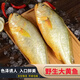 黃花魚(yú)特大號新鮮冷凍大黃魚(yú)黃瓜魚(yú)海魚(yú)海捕整箱海鮮水產(chǎn) 大黃花魚(yú)2條 800g 【單條凈重1.4-1.6斤】