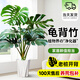 愛優(yōu)尚龜背竹觀葉植物室內(nèi)客廳辦公室綠植大盆栽凈化空氣吸甲醛源頭直發(fā)