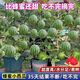 新品超甜蜂蜜小西瓜種子無(wú)籽小西瓜四季種植陽(yáng)臺庭院盆栽薄皮西瓜 優(yōu)選一包【約28?！? title=
