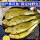 順豐小黃魚深海捕撈速凍生鮮野生黃花魚肉質(zhì)鮮嫩海鮮水產(chǎn)煲湯煎炸 3斤【小黃花魚】