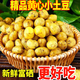 京碩果湖北恩施小土豆現挖富硒新鮮黃心土豆當季蔬菜整箱迷你馬鈴薯洋芋 5斤
