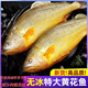 黃花魚(yú)生鮮 2斤一條可選 野生大黃魚(yú)活魚(yú)冷凍生態(tài)海捕 禮盒裝魚(yú)類(lèi) 5條 【超值】 2斤/條【送禮首選】