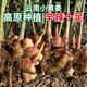 農(nóng)味族正宗云南高原新鮮小黃姜生姜濃郁辛辣十足現(xiàn)挖現(xiàn)發(fā)帶土發(fā)貨1斤起 1斤云南小黃姜老姜