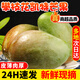 探味君 四川攀枝花凱特芒果 應(yīng)當(dāng)季四川芒果甜青皮大澳芒現(xiàn)摘新鮮水果 精品特大果【單果1斤+】 凈重8.5斤