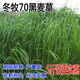黑麥草種子多年生牧草種子四季養(yǎng)牛羊兔鵝魚草種子耐寒冬牧70草籽 冬牧70黑麥草種子5斤高產(chǎn)耐寒