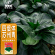 IDEAL理想農(nóng)業(yè) 甜糯蘇州青菜種子耐寒油亮黑葉矮腳蘇州青菜籽蔬菜種子