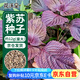 花沃里紫蘇種子4g*3包 蔬菜種子家庭盆栽陽(yáng)臺辦公庭院田間種植菜籽