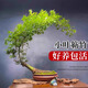 CLCEY正宗小葉簕竹成品熟樁老樁茶室客廳辦公室禪意北方意境竹子盆景 [適合新手]精品小樁帶盆栽