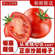 疆域采虹正宗普羅旺斯西紅柿現(xiàn)摘新鮮沙瓤水果生吃西紅柿陜西特產(chǎn)自然熟 精選 5斤 一級(jí)果 凈重約為4斤