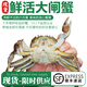【現(xiàn)貨 活蟹】六月黃大閘蟹 太湖水系新孟河蟹 特大螃蟹生鮮禮盒 【中蟹】1.4-1.6兩/只 8只