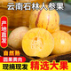 云南黃肉石林人參果富硒黃心批發(fā)新鮮大果應(yīng)季孕婦低糖整箱水果 9 斤精選 大果 60-80 克