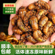 十里饞 知了猴新鮮25年金蟬野生大活體速凍爬叉候龜唐僧肉特產(chǎn)中秋送禮 【巨無霸】野生大金蟬100只