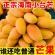 正宗海南小臺芒現(xiàn)摘水果5斤新鮮孕婦芒果大果直發(fā)甜心芒玉芒包郵R 8.5斤帶箱【小果80g左右】