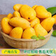 鄉(xiāng)果繽紛廣西芒果小臺(tái)農(nóng)芒果當(dāng)季新鮮百色芒果爆甜大果整箱批發(fā)產(chǎn)地直發(fā) 凈重4.5斤大果【單果100g以上】