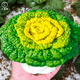 大禹黃心菜種子烏塌菜冬寒菜烏塔菜秋季耐寒耐熱黃心白菜蔬菜籽 奶油黃心烏種子 5g口感好