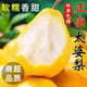 綠相憶甘肅太婆梨軟糯香蕉梨 當(dāng)季時(shí)令生鮮葫蘆梨水果大頭梨現(xiàn)摘整箱 精選凈重4.5斤大果【推薦】