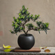 羅漢松盆景造型樹(shù)迎客松真樹(shù)植物室內高端中式桌面盆栽送禮綠植 【羅漢松】40-50cm+黑圓球盆