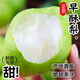康田匯 陜西早酥梨 青皮梨子水果現(xiàn)貨新鮮時(shí)令應(yīng)季當(dāng)季水果整箱 3斤精選果【脆甜多汁】?jī)糁?.5斤 源頭直發(fā)