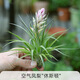 海蒂的花園空氣鳳梨辦公室桌面綠植無土植物室內植物室內花 空氣鳳梨休斯頓