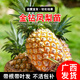 君揚 鳳梨金磚17號手撕鳳梨苗無(wú)眼地菠蘿苗南方北方室內陽(yáng)臺庭院盆栽 鳳梨金磚20CM高（根系發(fā)達）