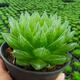 新款白蓮花玉露翠云錦十二卷多肉植物黃金玉露冰燈室內(nèi)辦公室花卉 櫻花之戀【7-8厘米】9厘米塑料盆