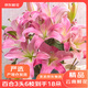 京東鮮花【產(chǎn)地倉(cāng)嚴(yán)選】昆明優(yōu)質(zhì)3頭百合隨機(jī)品種6枝共18朵源頭直發(fā)