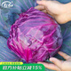 壽禾 紫甘藍種子包菜大頭菜秋冬季四季盆栽大棚壽光菜種籽 （紫盛）紫甘藍種子 100粒原裝