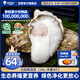 貝司令 鮮活乳山生態(tài)生蠔2XL 凈重4斤 13-17只 生鮮源頭直發(fā) 七夕聚餐 