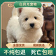 西高地幼犬純種軟毛剛毛雙血統(tǒng)賽級寵物狗活體西高地白梗狗中小型 血統(tǒng)級 母