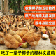 磬媽媽正宗海南文昌雞椰子雞火鍋套餐4-5人份新鮮整只生鮮農(nóng)家土雞切塊