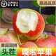 順豐現摘嘎啦蘋(píng)果9斤新鮮水果當季脆甜紅富士冰糖心丑平果整箱M5 9斤【普通快遞】