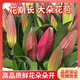 禾之潤香水百合花鮮花云南昆明基地直發(fā)批鮮切家用水養(yǎng)插花 大頭紅美人香水百合15朵 關(guān)注店鋪送進口營養(yǎng)液